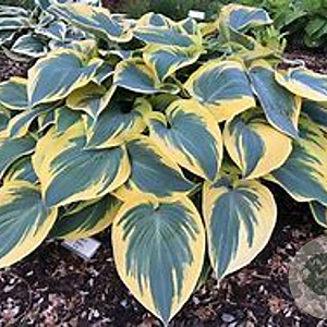 Hosta 'Permafrost' GM  P11