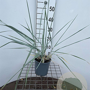 Leymus arenarius 'Blue Dune' 30-40 cm 2,5L