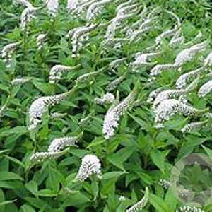 Lysimachia clethroides GM  P11