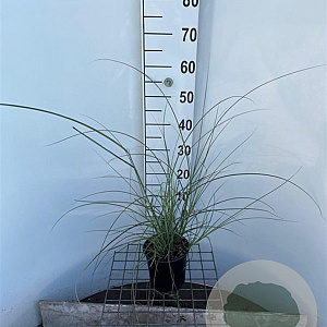 Miscanthus sin. 'Gracillimus' 30-40 cm 2,5L