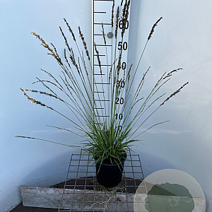 Molinia caerulea 'Moorflamme' 30-40 cm 2,5L