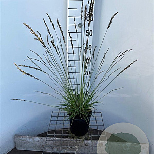 Molinia caerulea 'Moorflamme' 30-40 cm 2,5L