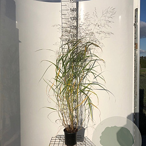 Panicum virgatum 'Rehbraun' 40-50 cm 2,5L