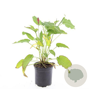 Persicaria amplexicaulis GM C1.3