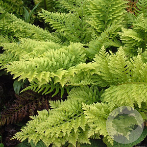 Polypodium vulgare GM  P11