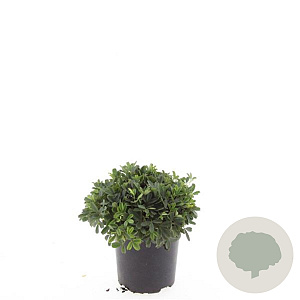 Potentilla tridentata 'Nuuk' GM C1.3