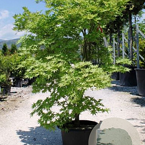 Acer palmatum 'Reticulatum' 200-250 cm cont. 130L
