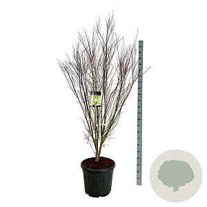 Acer palmatum 'Tsukawa Silloueth' 170-200 cm cont. 55L extra
