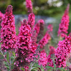 Buddleja davidii 'Prince Charming' 100-125 cm 20L