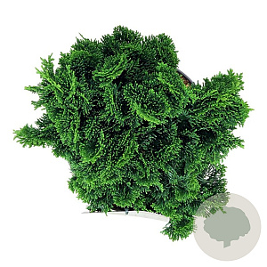 Chamaecyparis o. 'Nana Gracilis' 20-25 cm 5,0L