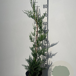 Cupressocyparis leylandii 80-100 cm 3,0L