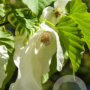 Davidia involucrata 'Sonoma' 175-200 cm cont. 180L