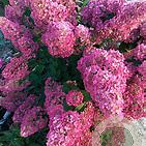 Hydrangea paniculata 'Sundae Fraise' 80-100 cm 20L