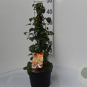 Hydrangea petiolaris 50-60 cm 4,0L