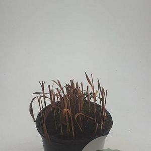 Imperata cylindrica 'Red Baron' GM C1.3