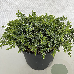 Juniperus communis 'Silver Carpet' 25-30 cm 3,0L