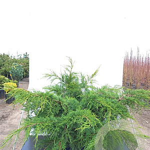 Juniperus pfitzeriana 'Pfitzeriana Glauca' 60-80 cm 20L breed