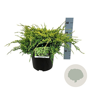 Juniperus squamata 'Holger' 30-40 cm 6,5L