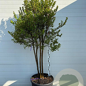 Lagerstroemia indica 'Rosea' 150-175 cm container meerstammig