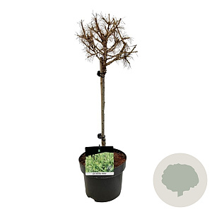Larix decidua 'Globus' 40 cm stam 5,0L