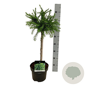 Larix decidua 'Kórnik' 40 cm stam 5,0L