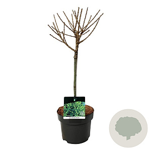 Larix decidua 'Kórnik' 40 cm stam 5,0L
