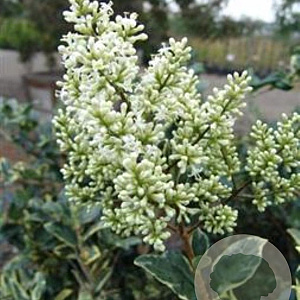 Ligustrum japonicum 'Silver Star' 8-10 HA container 120 cm stam