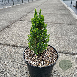 Picea glauca 'Zuckerhut' 25-30 cm 3,0L