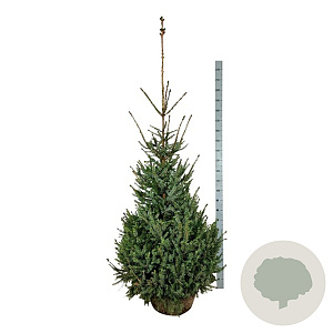 Picea omorika 175-200 cm met kluit extra