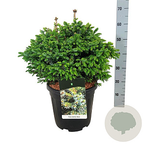 Picea omorika 'Nana' 40-50 cm 15L