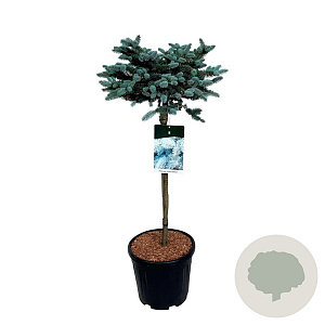Picea pungens 'Glauca Globosa' 60 cm stam 15L