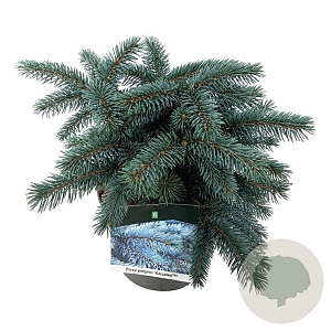 Picea pungens 'Karpaten' 25-30 cm 5,0L