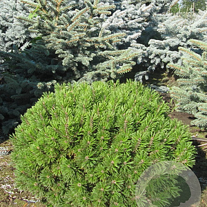 Pinus mugo 'Fischleinboden' 40 cm stam 7,5L