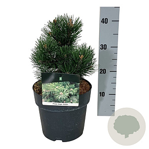Pinus mugo 'Gnom' 15-20 cm