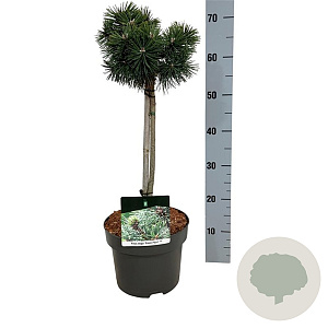 Pinus mugo 'Green Pearl' 40 cm stam 5,0L