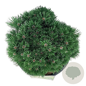 Pinus mugo 'Heideperle' 25-30 cm 15L