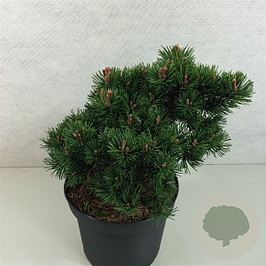 Pinus mugo 'Lilliput' 25-30 cm 5,0L