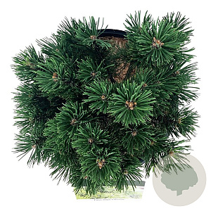 Pinus mugo 'Limerick' 25-30 cm 15L