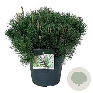 Pinus mugo mugo 40-50 cm 6L
