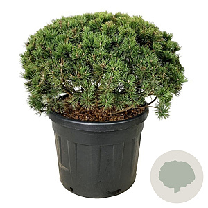 Pinus mugo 'Mumpitz' 80-100 cm cont. 110L solitair