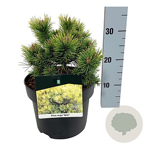 Pinus mugo 'Ophir' 15-20 cm