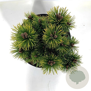 Pinus mugo 'Ophir' 15-20 cm