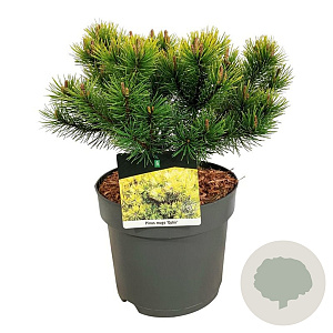 Pinus mugo 'Ophir' 25-30 cm 7,5L