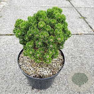 Pinus mugo 'Picobello' 25-30 cm 7,5L