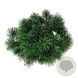 Pinus mugo pumilio 40-50 cm 6L