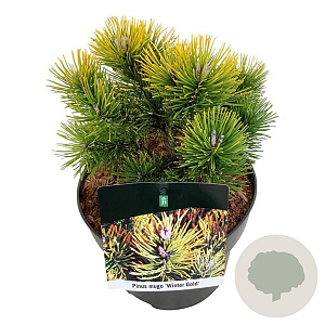 Pinus mugo 'Winter Gold' 15-20 cm