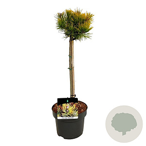 Pinus mugo 'Winter Gold' 40 cm stam 5,0L