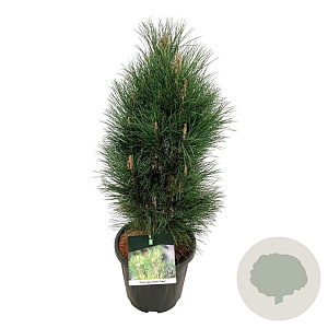 Pinus nigra 'Green Tower' 60-80 cm 15L