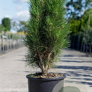 Pinus nigra 'Green Tower' 60-80 cm 15L