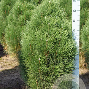 Pinus nigra 'Green Tower' 100-125 cm draadkluit